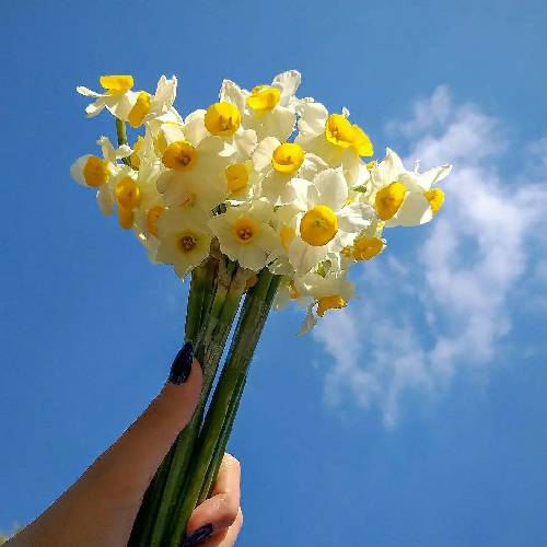 با صدای بچه مه دلباخته چاویل ناز تونم مه حیران